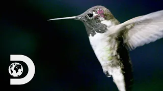 How Do Hummingbirds Hover? | How Do Animals Do That?