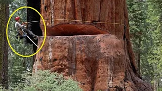 Top BIG Tree Fails | Stupid People Cutting Down Giant Trees ...