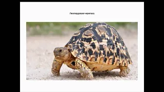 Медиаурок «Эти забавные животные – черепахи»
