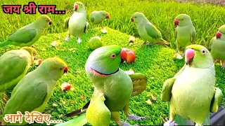 Parrot Natural Sounds Compilation | Tanishu Singh Miniature |@ParrotMedia