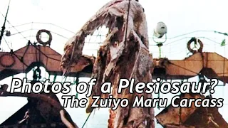 Photos of a Plesiosaur? The Zuiyo Maru Carcass