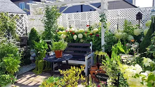 JULY FULL GARDEN TOUR WITH BEAUTIFUL BLOOMS IN SMALL BACKYARD #garden #gardentour #gardening #new