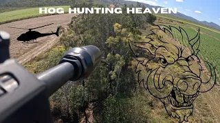 HOG HUNTING HEAVEN AUSTRALIA