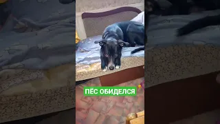 СОБАКА ОБИДЕЛАСЬ #shorts