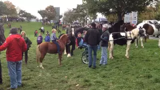 Ballinasloe Horse fair 2014