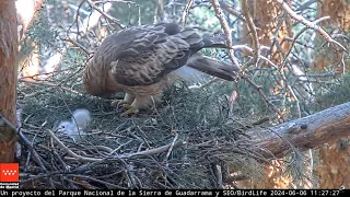 Águila Calzada 06.06.2024 11:18