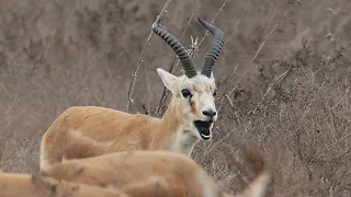 Джейран (Gazella subgutturosa) - Goitered gazelle | Film Studio Aves