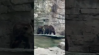 Grizzly Bear 🐻 #grizzlies #bear #wildanimals #wildlife