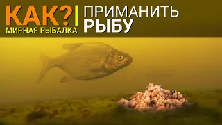 КАК ПРИМАНИТЬ РЫБУ? Эффективное и долгоиграющее приваживание рыбы.