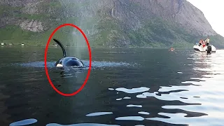 Plutselig er spekkhoggeren bare få meter fra kajakken