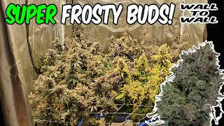 Blue Gelato from SEED Ep.4 HARVEST WEED CANNABIS PLANTS, TSL2000 Lights