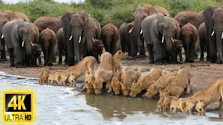 4K African Animals: Hwange National Park - Amazing African Wildlife Footage with Real Sounds in 4K