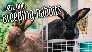 Part 1: How to breed rabbits + telling the difference between bucks & does