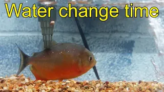 Piraya piranha Big Moby II water change, he's not happy!