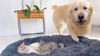 Golden Retriever Shocked by a Kittens occupying his bed!