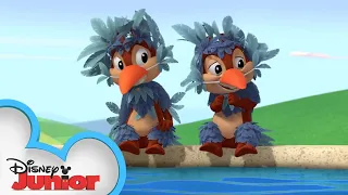 Bird Bath and Beyond | Chip 'N Dale's Nutty Tales | Disney Junior