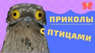 Приколы с птицами. Попробуй не засмеяться