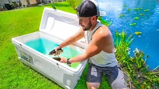 Transferring Leopard Print PET Bass to NEW Backyard Pond!! (Catfish Noodles)