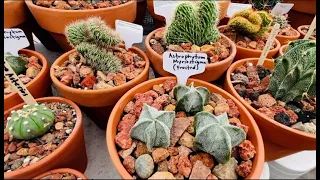 Cactus and Succulent Greenhouse Spring Update. USDA Hardness Zone 9b (Part 1)