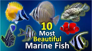 10 Most Beautiful Marine Aquarium Fish