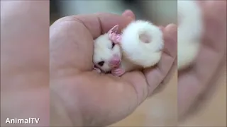 SUGAR GLIDERS Flying  Funny  Cute Compilation 1080p