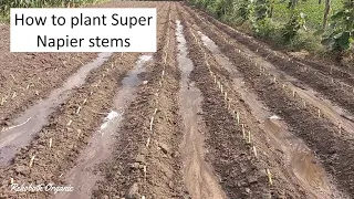 How to plant Super Napier grass stems / Super Napier farm / High yielding green fodder #supernapier