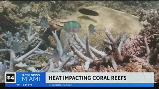 Unprecedented high water temps at Florida beaches dangerous to coral reefs