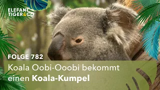 Bonjour, Koala! (Folge 782) | Elefant, Tiger & Co. | MDR