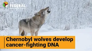 Mutant wolves in Chernobyl can survive cancer? | The Federal