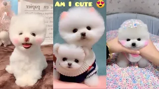 Tik Tok Chó Phốc Sóc Mini 😍 Funny and Cute Pomeranian #80 | Cute Puppies