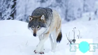 "Los Lobos y su Rol en el Ecosistema | Fauna Fascinante"