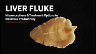 Fluke Facts: Debunking 10 Misconceptions About Liver Fluke Treatment