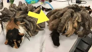 Neglected cat freed after having two pounds of matted fur removed, Amazing Cat Transformation