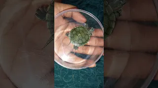 my baby turtle 🐢 Is death today...🥺🥺😭😭