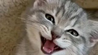 Котёнок ищет маму..😢 Милый котик. Интересное видео.