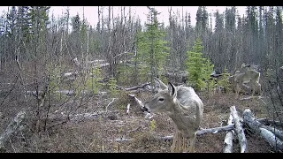 Trail Camera Video – May 18, 2024