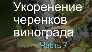 Оэдема на саженцах винограда. Причины появления и способы борьбы.