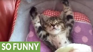 Sleepy kitten refuses to get out of bed