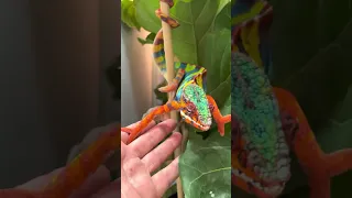 Different kinds of Panther Chameleons