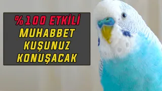 MUHABBET KUŞUNUZ KESİN KONUŞACAK | %100 ETKİLİ YÖNTEM | SADECE DİNLETİN | MUHABBET KUŞU KONUŞTURMA