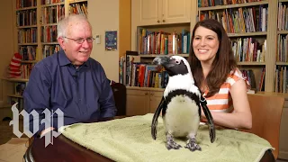 What sound does a penguin make? | Anna's Science Magic Show Hooray