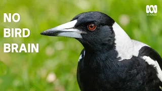 Magpies are even smarter than you think | The Secret Lives Of Our Urban Birds