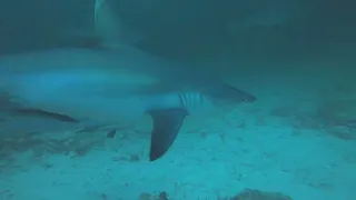 Grey shark meditation