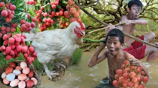 Survival in the rainforest - Find food encounter chicken large with fruit and eat delicious T1