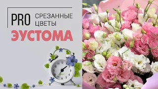 Эустома или лизиантус? Что за цветок и в чем его прелесть