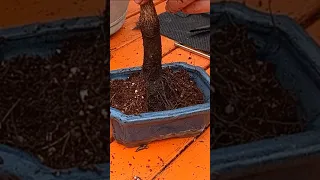 Planting Up an ACER GRISEUM (Paperbark Maple) #bonsai #bonsaiuk #bonsaitree #acer #mapletree #maple