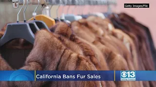 California Bans Fur Sales, Circus Animal Use