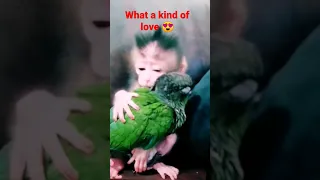 what a kind of love #best #animals #viralvideo #millionviews #bestvideo #birds #monkey #bestvideo