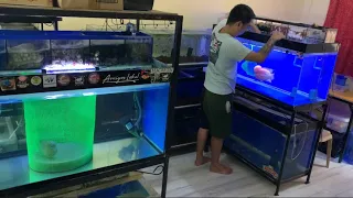 Breeding Flowerhorn fish at Home