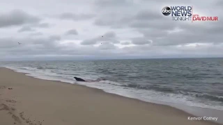 34062 Krieg tiere ABC Great White Shark Seal Attack in Cape Cod Caught On Camera